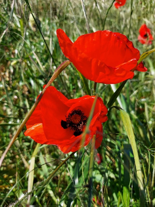 M k Vl Papaver Rhoeas Azeret Herbs Dary P rody m-k-vl-papaver-rhoeas-azeret-herbs-dary-p-rody